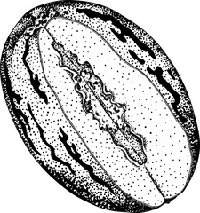 Pepino fruit, melon pear, Solanum muricatum. Vector hand drawn engraving illustration. Fresh pepino fruit whole, cut in half, slices. Vector illustration.
