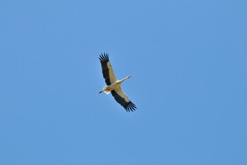 Ornithology. Bird, animal. Stork. Stork (Ciconia ciconia) flying on blue sky background.	