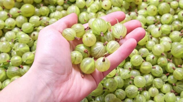 a lot of gooseberries in the box