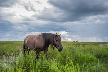 Semi-wild konik polski horse at Engure Lake Nature Park, Latvia on cloudy summer day © Julija