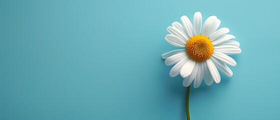 Single white daisy in full bloom on turquoise background, flat lay, copy space concept.