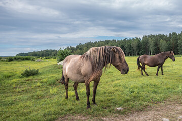 Semi-wild konik polski horses at Engure Lake Nature Park, Latvia on cloudy summer day © Julija