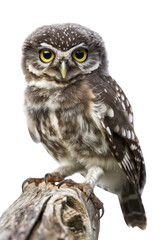 Naklejka premium PNG Cute spotted owl perched branch