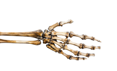Human hand skeleton anatomy with detailed bone structure, wrist and finger joints, Medical educational model for osteopathic study reference, isolated over transparent blank white background