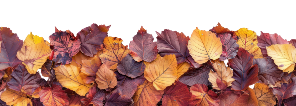 PNG Elm Leaves autumn plant leaf.