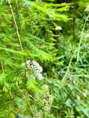 A bee collects nectar from a flower of a cow parsley.