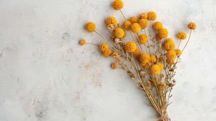 Yellow Craspedia bundle. Top view. Dried flower bouquet on light backdrop. Floristry plants.