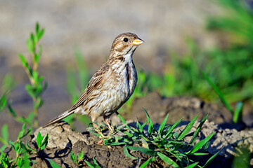Grauammer // Corn bunting (Emberiza calandra)