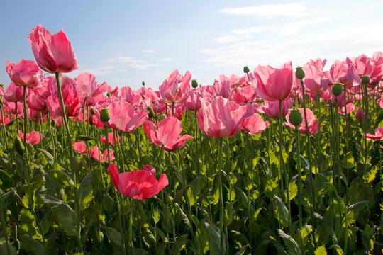 rosa bl&uuml;hende mohnblumen auf dem feld mit blauem himmel