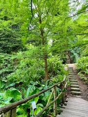 Wooden stairs in the park with lush green trees and ferns