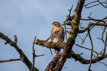 Red Tailed hawk on a branch