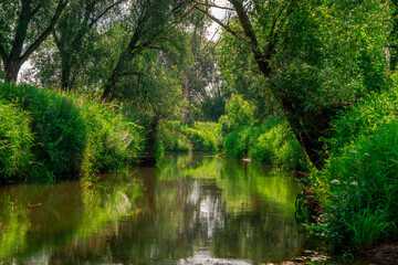 Wild swamp in the forest in summer. A green, wild reservoir covered with trees. landscape