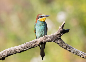European bee-eater, merops apiaster. A bird sits on a beautiful branch on a blurred background