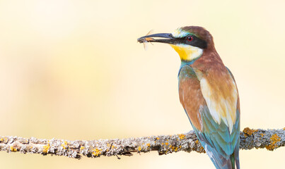 European bee-eater, merops apiaster. Close-up of a bird with prey in its beak