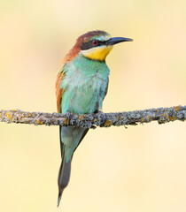 European bee-eater, merops apiaster. A bird sitting on a branch on a beautiful flat background