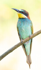 European bee-eater, merops apiaster. Close-up of a bird sitting on a light background