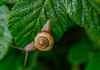 A snail with a beautiful colorful shell crawling on a green leaf in the morning. snail on a macro scale © Adam