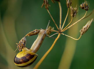 A snail with a beautiful colorful shell crawling on a bush. acrobatics of a snail on a dry bush in the morning on a macro scale © Adam