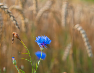 Cornflower flower, summer wild flower in farmland during harvest in wheat thicket