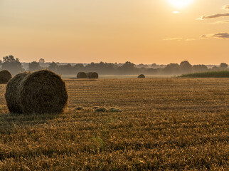 Fresh hay bales on a farm field after harvest. field in summer season in the morning during sunrise. Rural landscape © Adam