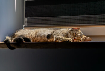Funny little kitten lying on the windowsill at home hiding behind the blinds