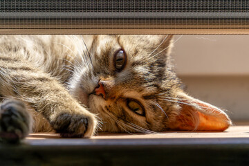 Funny little kitten lying on the windowsill at home hiding behind the blinds