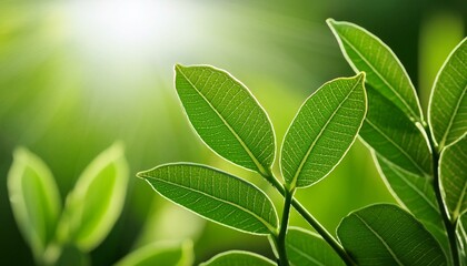 Young Green Leaf in Nature's Glow
"Nature's Canvas: Vibrant Green Leaf Bathed in Sunlight" leaf, plant, nature, isolated, tree, leaves, macro, flora, white

