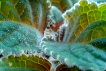 Close up view of fuzzy green leaves with white edges
