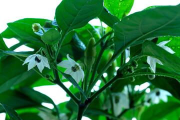 Closeup of white pepper flowers blooming on a green plant