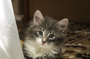 cute little kitten and white background 