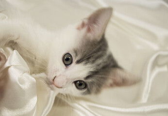 cute little kitten and white background 