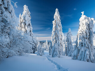 winter landscape with trees