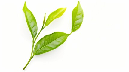 Fresh Green Tea Leaves on White Background