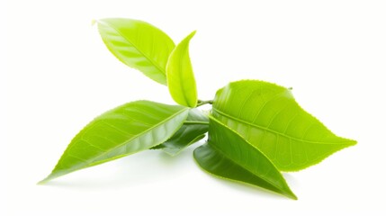 Fototapeta premium Fresh Green Tea Leaves Isolated on White Background