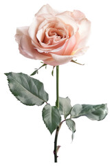 Fototapeta premium PNG Elegant pink rose with leaves