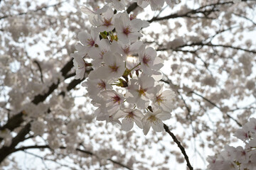 blossom in spring