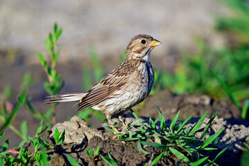 Corn bunting // Grauammer  (Emberiza calandra)