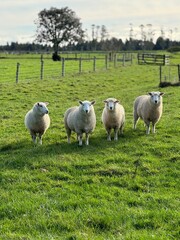 sheep and lambs