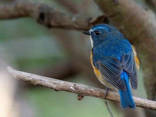 Obraz premium 森の中の木陰で枝に留まっているルリビタキの雄