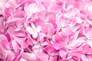 Fototapeta premium Pink flowers close up. Bouquet of purple flowers. City flower beds, a beautiful and well-groomed garden with flowering bushes.