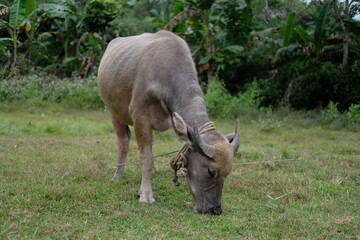 buffalo are eating grass in the field