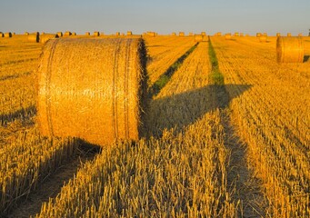 straw bales in the stubble field, baloty słomy na ściernisku © Piotr