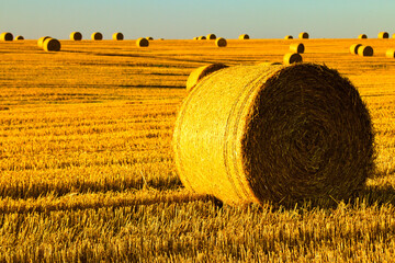 straw bales in the stubble field ,baloty słomy na ściernisku © Piotr