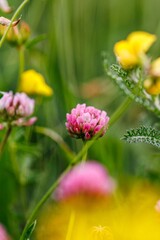 Pink Clover Flower Blooming in a Summer Meadow