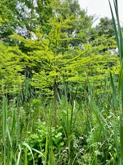 Japanese garden with green trees and plants in the summer. Natural background
