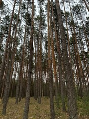 pine trees in the forest