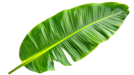 A green leaf with a yellow stripe on it