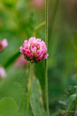 Fototapeta premium Pink Clover Flower Blooming In Summer Meadow