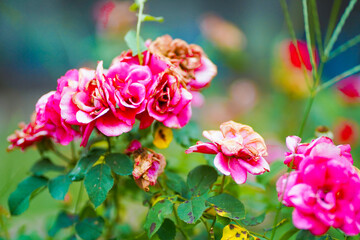 pink and yellow flowers