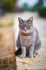 Obraz premium cat portrait 